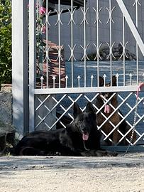 Cuccioli pastore tedesco originali