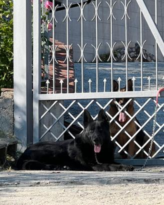 Cuccioli pastore tedesco originali