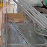 ripiani in vetro frigorifero Ariston 