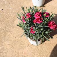 Garofani ROSA SCURO mini in vaso da 14 cm