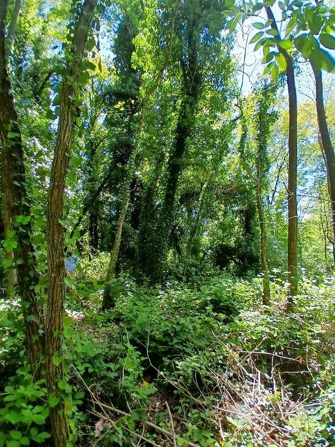 Terreno con bosco ceduo - Vista 5