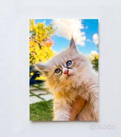 Gattini siberiani ipoallergenici