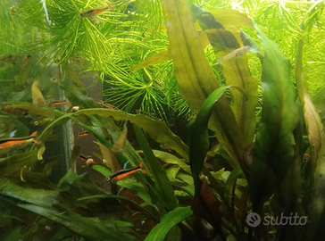 Poecilia Wingei Endler Red black