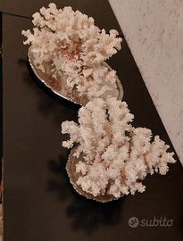 2 Coralli Bianchi naturali