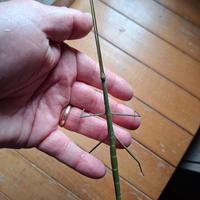 Ramulus Artemis fasmidi