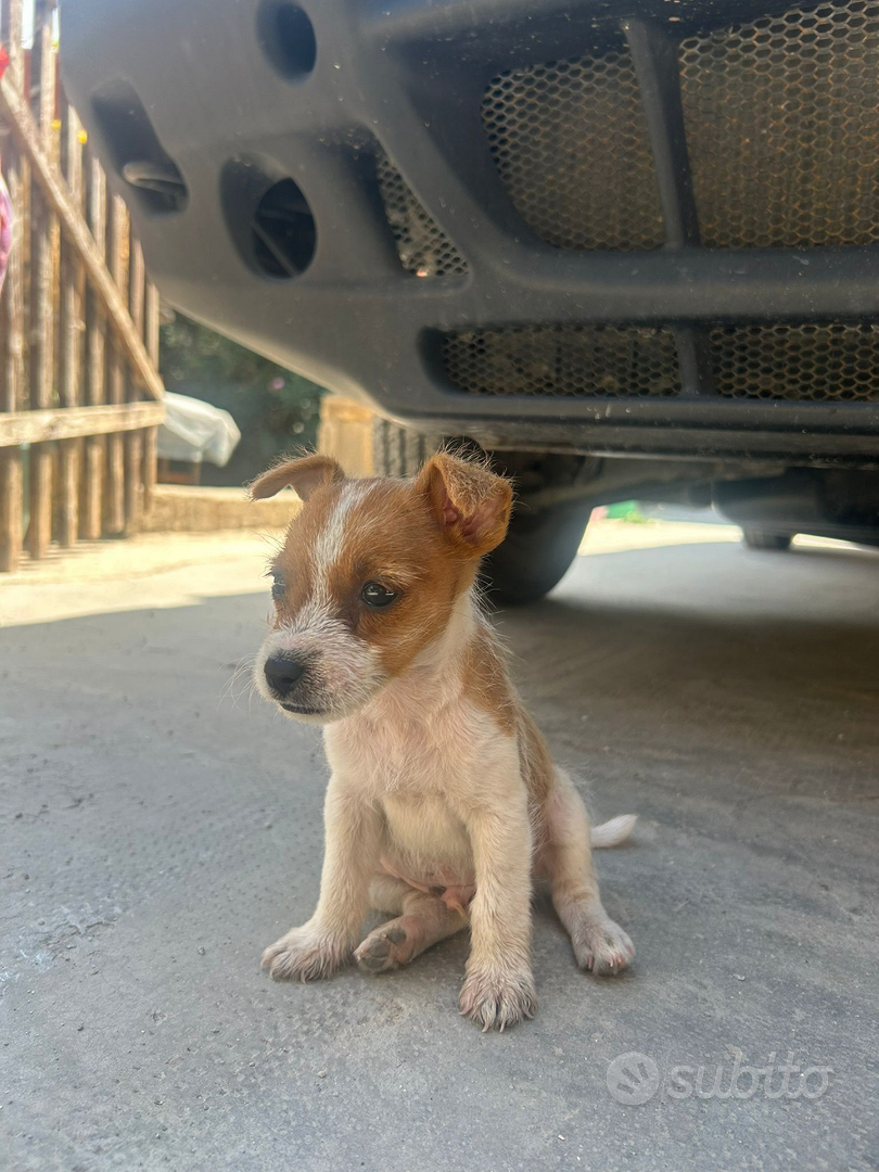 Cuccioli cane Animali In regalo a Palermo