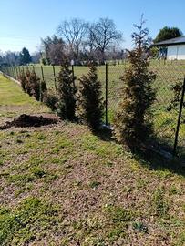 n. 8 piante Tuja plicata martin