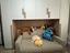 Immagine 1