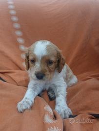 Cucciolo breton