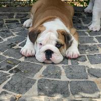 Bulldog inglese top