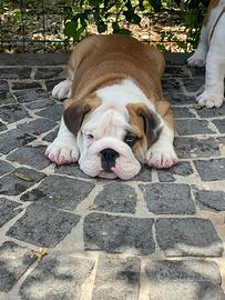 Bulldog inglese top