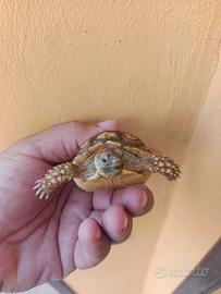Tartarughe sulcate