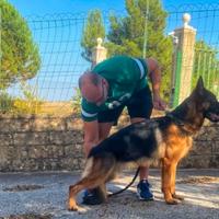 Pastore tedesco con Pedigree Enci