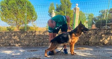 Pastore tedesco con Pedigree Enci