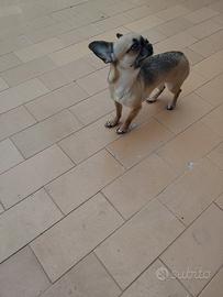 Vfry chihuahua mini Toy
