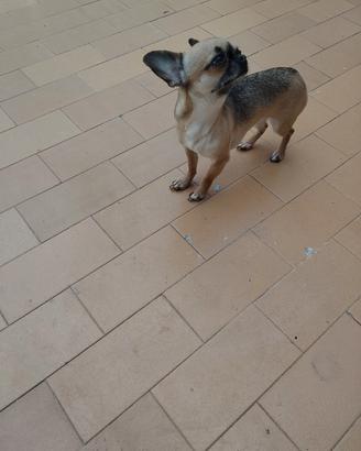 Vfry chihuahua mini Toy