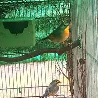 Usignoli del Giappone