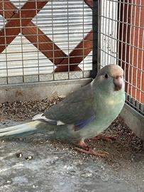 Parrocchetto kakariki
