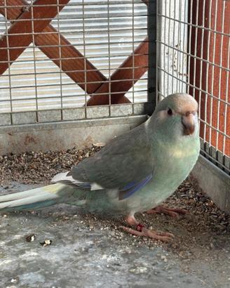 Parrocchetto kakariki