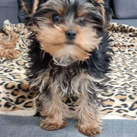 Yorkshire terrier
