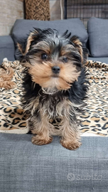 Yorkshire terrier