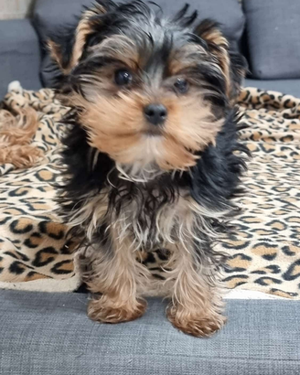 Yorkshire terrier