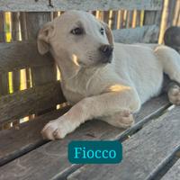 Cucciolo incrocio golden