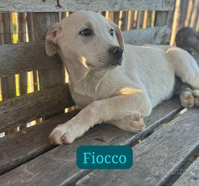Cucciolo incrocio golden