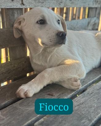 Cucciolo incrocio golden
