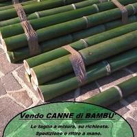 CANNE DI BAMBOO - Bambù