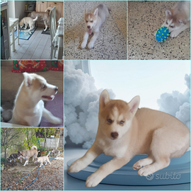 Che bel cuccioli di 2 mesi