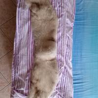 Collo cappotto volpe argentata 