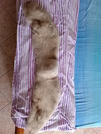 Collo cappotto volpe argentata 