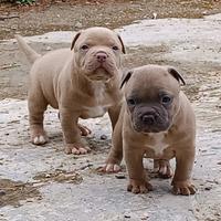 Pitbull