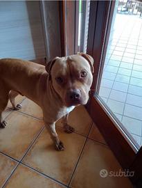 Pitbull