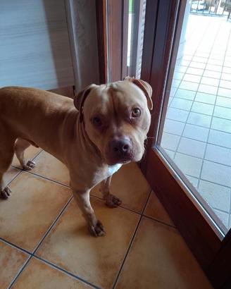 Pitbull
