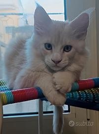 Maine coon