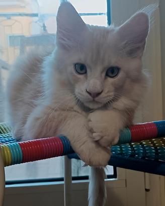Maine coon