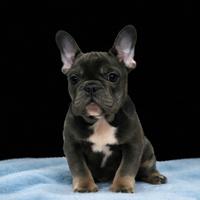 Cucciolo di bouledogue francese maschio blu
