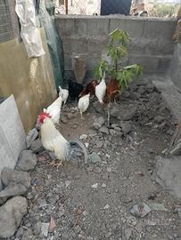 Gallo e galline