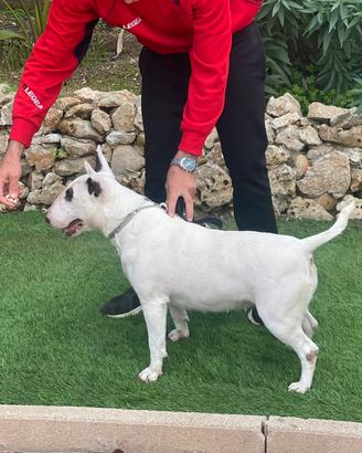 Bull terrier