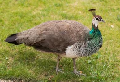 Pavoni femmina giovani