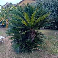 cycas