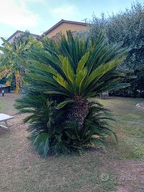 cycas