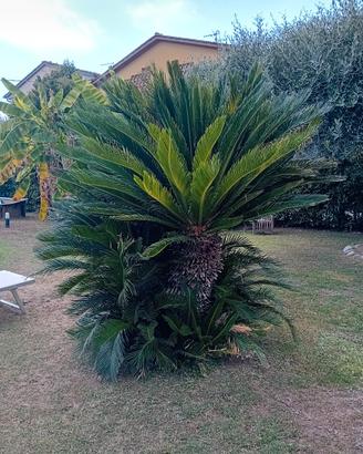 cycas