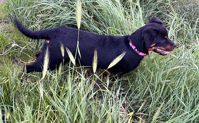 Cucciola rottweiler