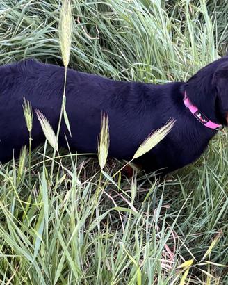 Cucciola rottweiler