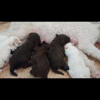 Vendisi lagotti di alta genealogia