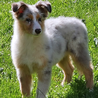 Australian shepherd cucciola pedigree