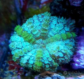 Rhodactis bicolor coralli molli